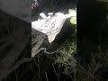 صيد عصفور بورقيطي او صلنج في سوريا على الدبق
