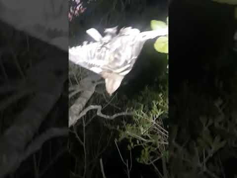 صيد عصفور بورقيطي او صلنج في سوريا على الدبق