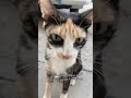 Cat هتضحك قطط كوميديات اكسبلور Funnycat Funny Cat هتضحك قطط كوميديات اكسبلور Funnycat Funny