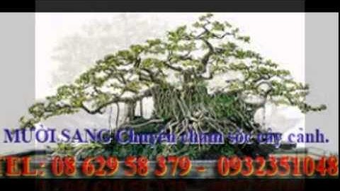 [[[0932351048.]] nhận cắt, tỉa, chăm sóc cây cảnh quận 6.tphcm