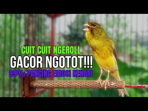 SUARA BURUNG Kenari