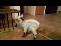 Baby goats first diaper