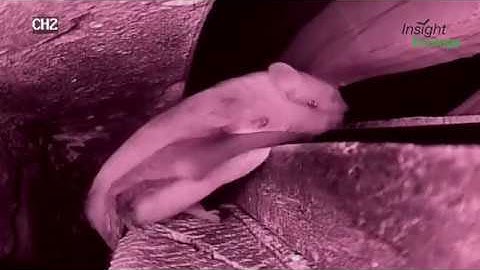 Bats in Churches Project - soprano pipistrelles’ exploration of a new artificial roost.