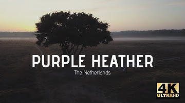 [DRONE VIDEO] Purple Heather in The Netherlands