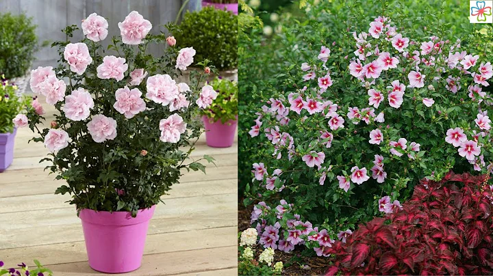 17 Best Rose of Sharon Varieties || Hibiscus Syria...