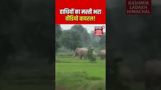 #shorts | हाथियों का मस्ती भरा वीडियो वायरल! | Elephant Viral Video | N18S