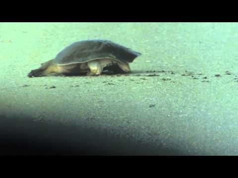 Softshell Turtle Poops in the road, Viera Wetlands, FL 4-18-14 ...