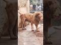 Lion King of the Jungle Revealed Mind-Blowing Animal Facts #lionlove #lionqueen #lionhead #cute