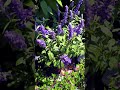 #salvia #flowers #florida #colorful #roses
