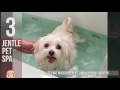 Useless Pet Products