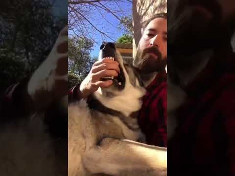 فيديو: هل سيحميني كلب الذئب الأيرلندي؟