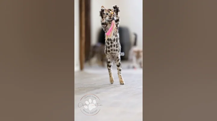 Video 9414351: little bengal kitten, cutest bengal kittens, bengal boy, adorable bengal, bengalcat
