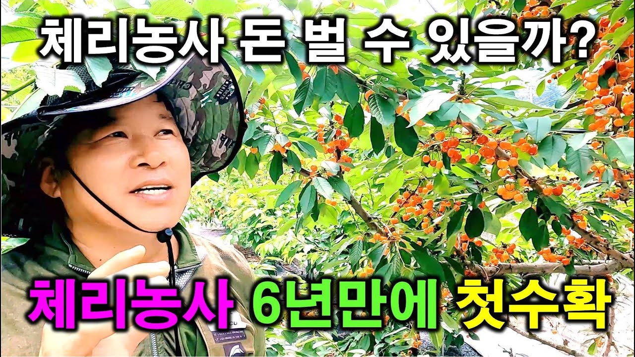 Первый урожай за шесть лет выращивания вишни~!! #вишня #вишневоефермерство #вишневаяферма