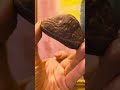 雕中華白海豚石頭