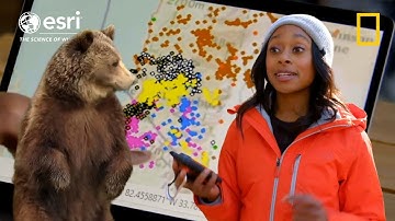 Bears in the City: New Discoveries by a Nat Geo Scientist
