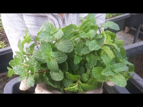 Video Chia sẻ cách trồng Rau Húng Lủi , dễ trồng , rau ra... - youtube