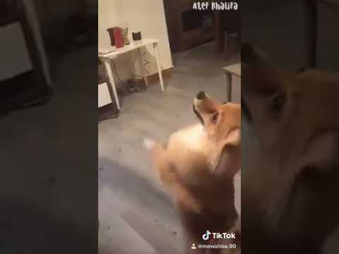 سقف رامي جمال