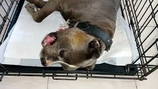 American bully with mandibular cancer by Gabi Vet 38 views 4 months ago 42 seconds