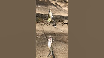 Dùng thẻo 15 lưỡi câu được xiên 3 con cá,gồm 2 con cá ngạnh và 1 con cá mương cùng lúc.#shorts