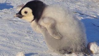 Cute overload as Penguin Snow Chick takes his first steps. With Kate Winslet