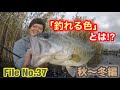 【カラーの秘密】意外と知らない⁉︎〇〇から釣れるヒントを頼りに釣りしたら連発‼︎(バイブレーション高速巻き)