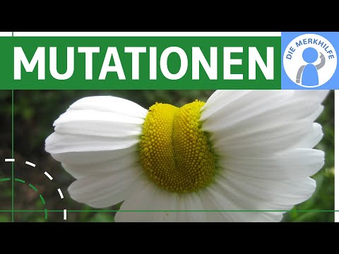 Mutationen - Definition,