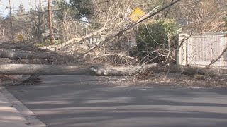 Wind knocks down trees across Bay Area