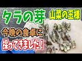 2023-04-11【山菜採り】よし！タラの芽採ってきて天ぷらだ！