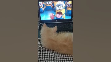 Cute Kitten Watching Minions on a Laptop 😍 | Fun & Adorable Cat Video