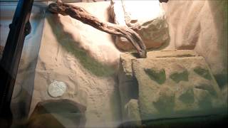 [Gecko léopard]: Terrarium (Spécial 300 abonnés)