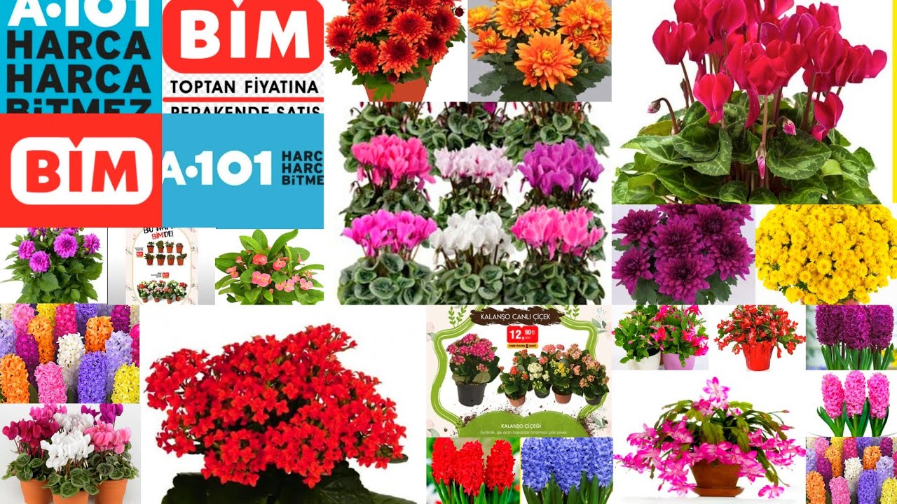 📢BİM-A101 ÇİÇEKLERLE DONATILDI📢ASLA KAÇIRMAYIN - YILBAŞI ÖNCESİ RENGARENK GÜZELLİKLER 
