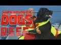 Filming Reef, the fearless Italian water rescue dog | Superpower Dogs