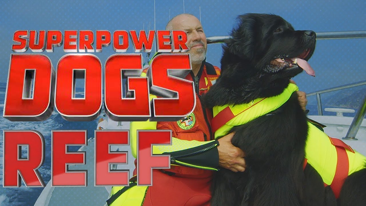 Filming Reef, the fearless Italian water rescue dog Superpower Dogs