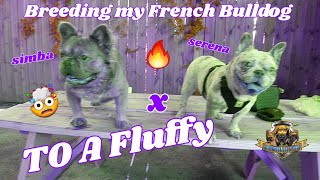 Breeding my French Bulldog to a Fluffy (Dog Breeder)