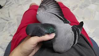 Pigeon Biting Cooing Sound
