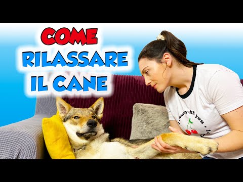 Video: Come calmare un cane ansioso