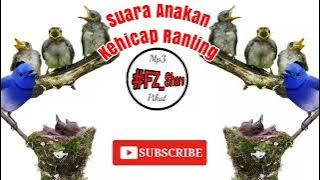 Mp3 Pikat Suara Anakan Kehicap Ranting Biru