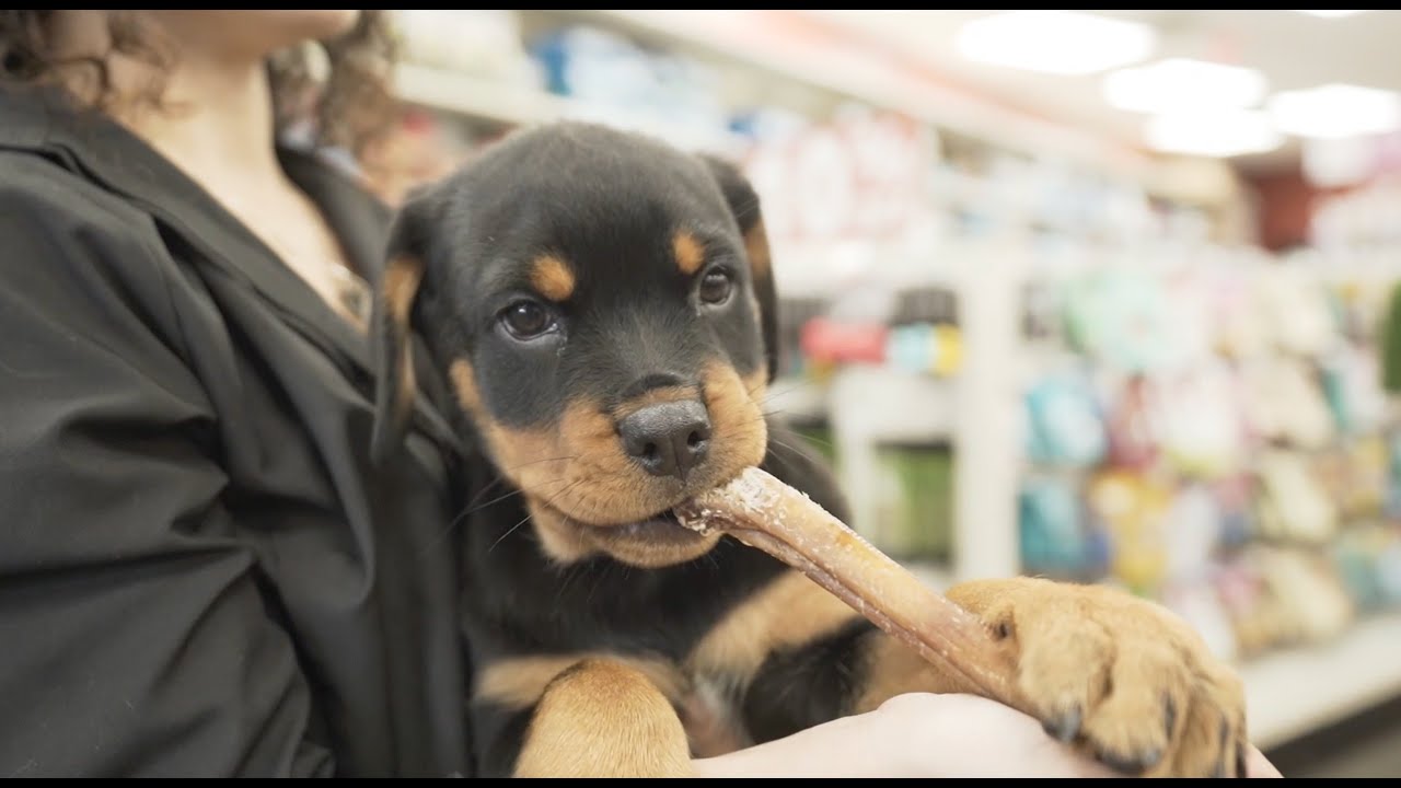 Tips For Brushing Your Puppy's Teeth! YouTube