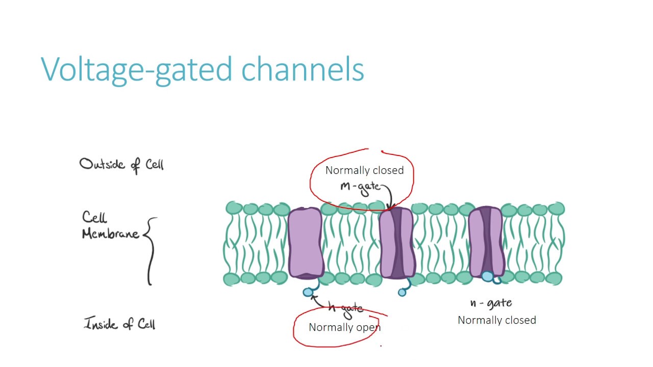 Action Potentials - YouTube