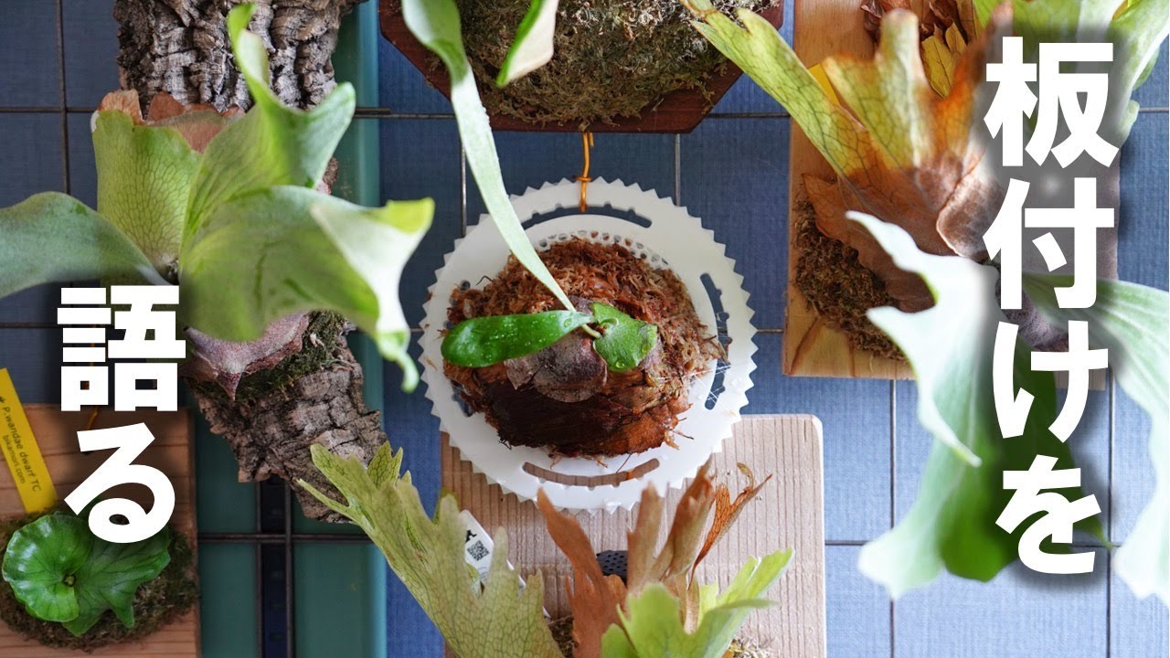 #20 【初心者解説】板付け前に絶対に見て欲しい動画【ビカクシダ】