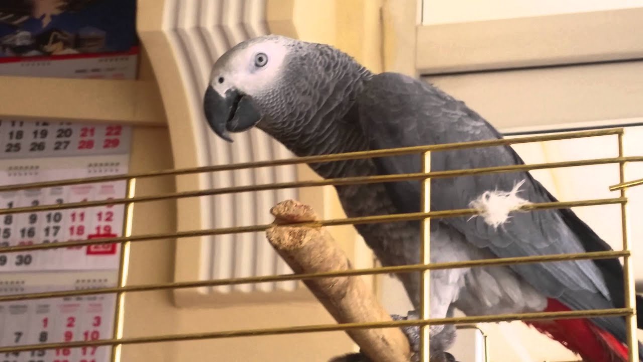 Konuşan Papağan Paşa 4 Aylık Bebeklik hali- 2.Bölüm