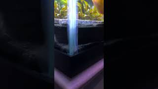 The aquarium tunnels are sale on our Etsy store! #aquarium #aquariumfish #fishtank #shrimp #loaches
