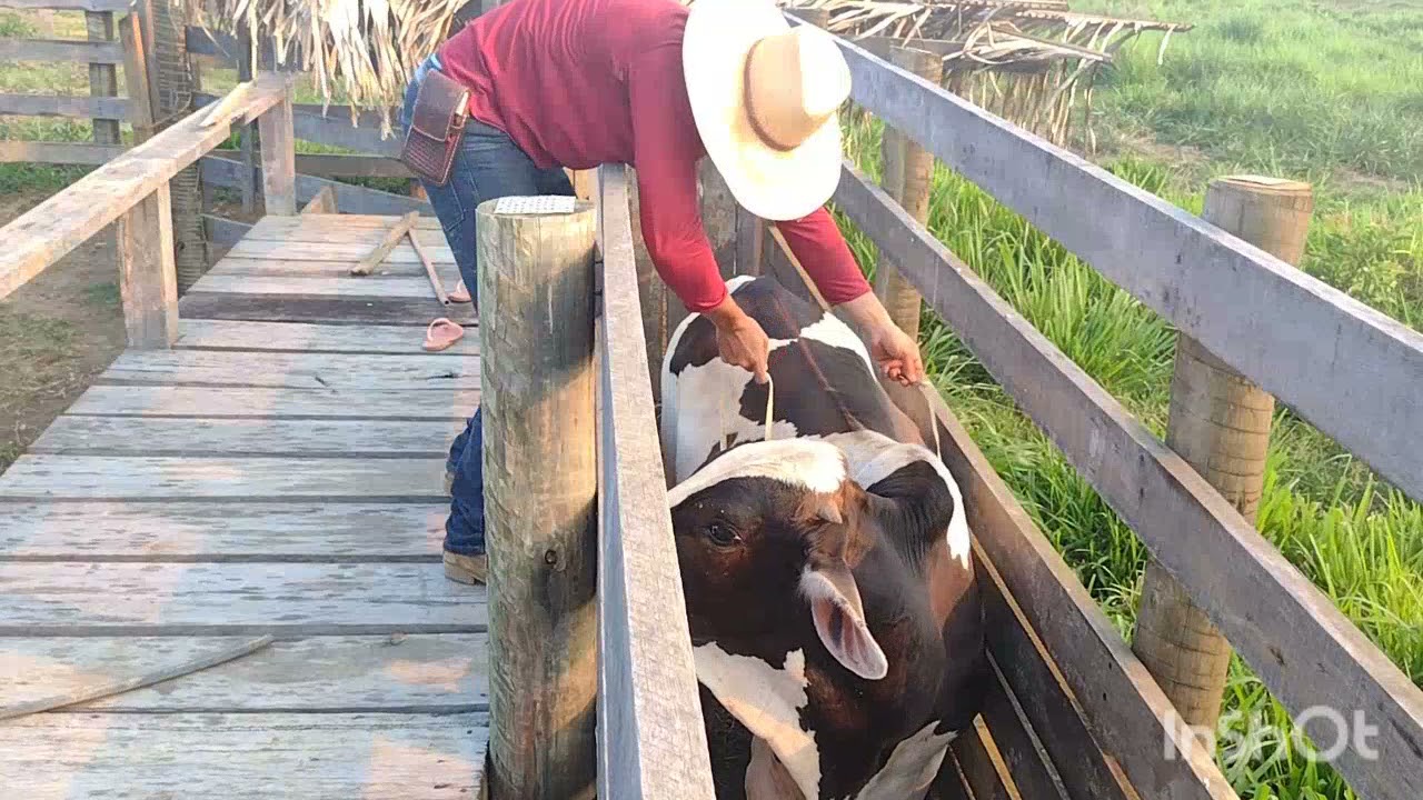 Pesamos o BOI CAPÃO com FITA MÉTRICA / quantas @ ele PESOU ?