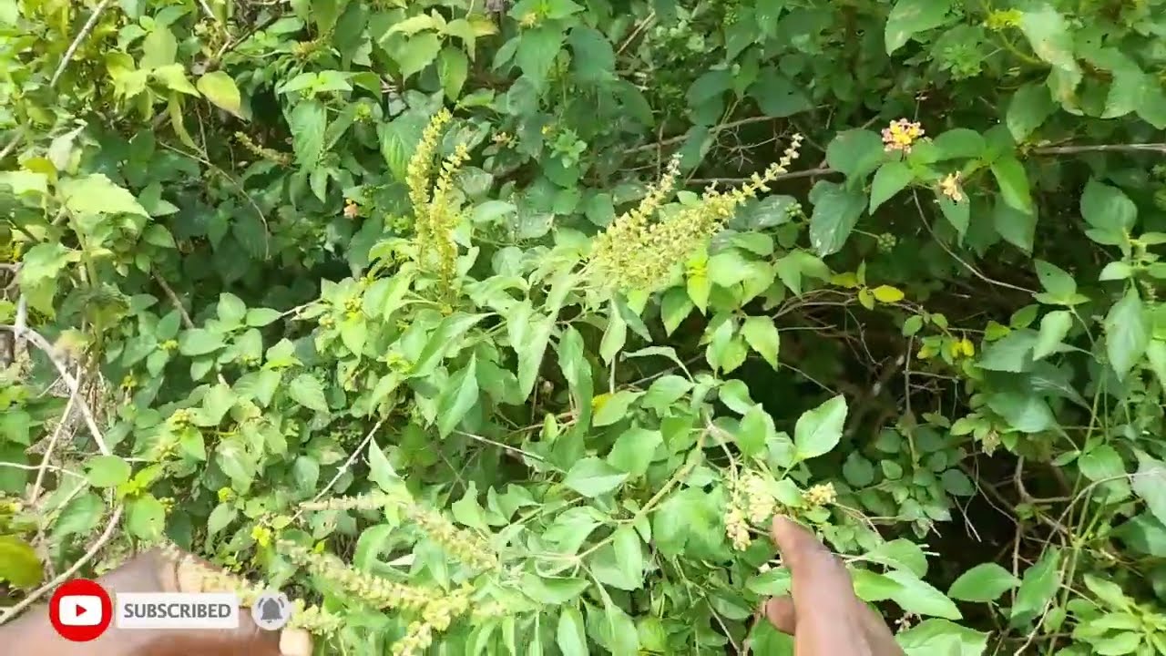 JUNGLE LIFE AND WHAT NATURE OFFERS|TRADITIONAL LOCAL HERBS AND WHAT THEY TREAT|AFRICAN VILLAGE LIFE
