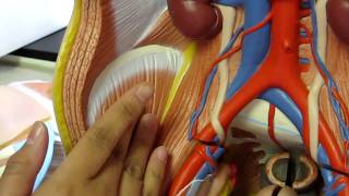 The Muscles of the Torso Model