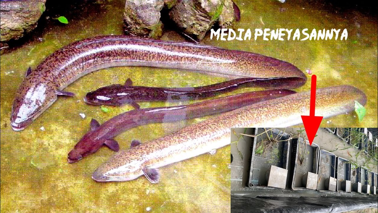 Akhirnya pemijahan belut bisa kita lakukan di kolam terpal