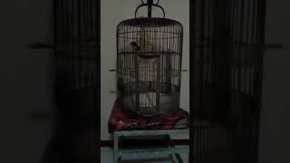 Download Lagu suara burung plamboyan gacor ngebren ,crecetan untuk masteran murai batu dan kacer MP3