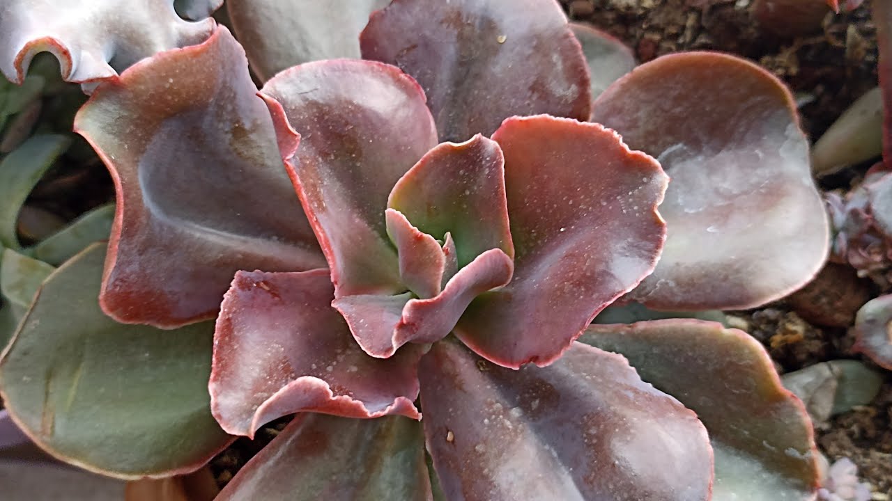 Sukulentlerden satışta neler var ❓