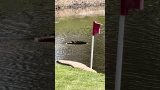 Pond Overflow Issues