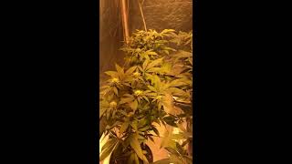 Indo update